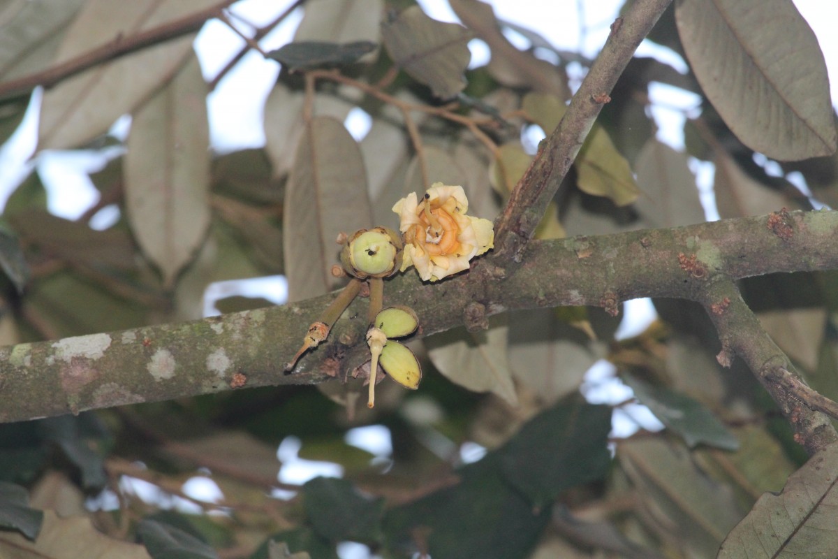 Durio zibethinus L.